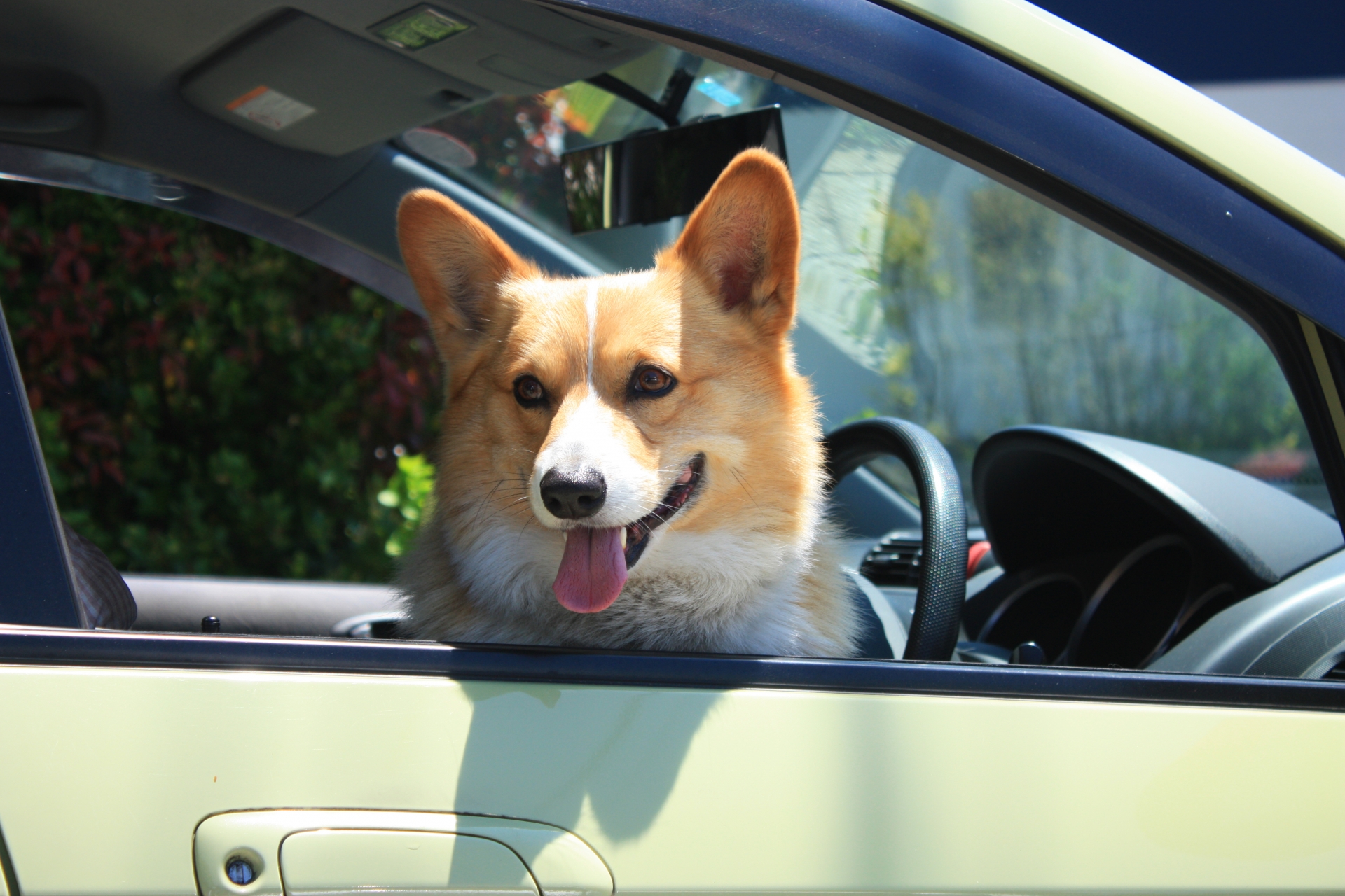 牝犬ペット 家族でドライブ中に高速道路