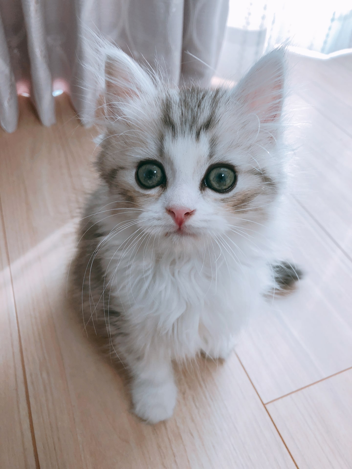 希少品‼️【グレースコンチネンタル】可愛い猫ジャケット