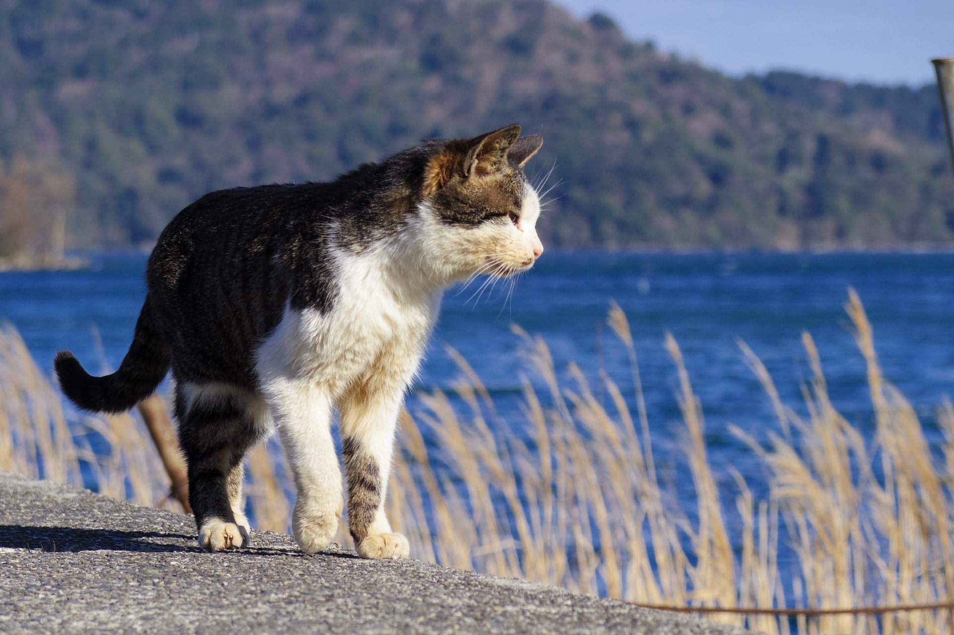 愛猫と一緒に旅行できる？準備すべき7つのものと旅行中の注意点も