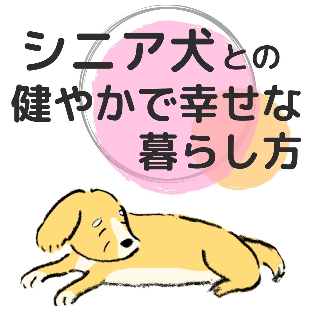 老犬の散歩・食事・お手入れのコツ・いつまでも元気でいる方法ーシニア