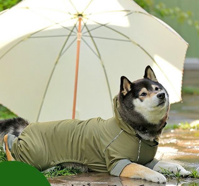 犬の散歩、雨でも行く？行かない？注意点とタイプ別おすすめレイン