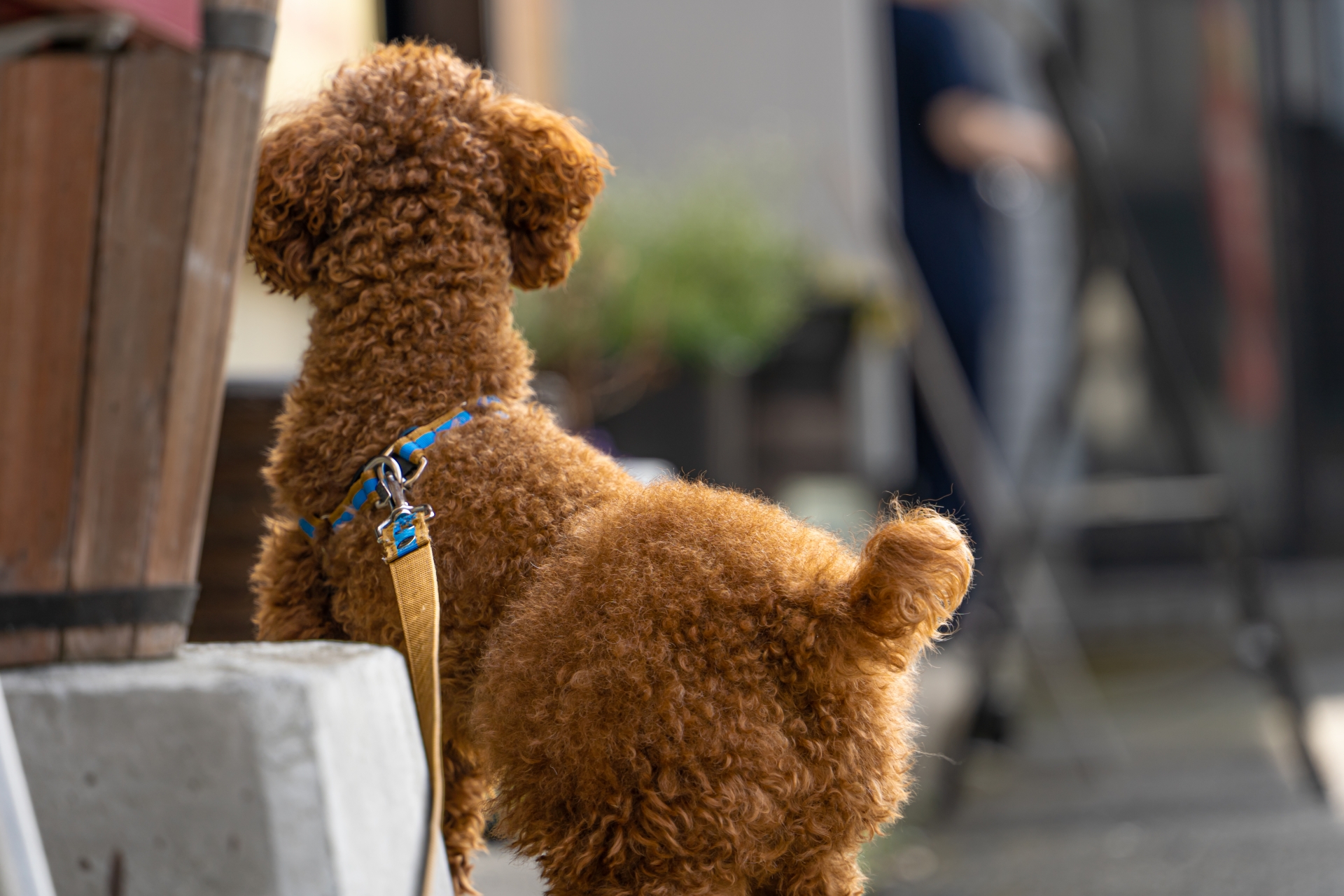 犬の気持ちはしっぽで読み解く！ブンブン振ってるのに喜んでない？自分