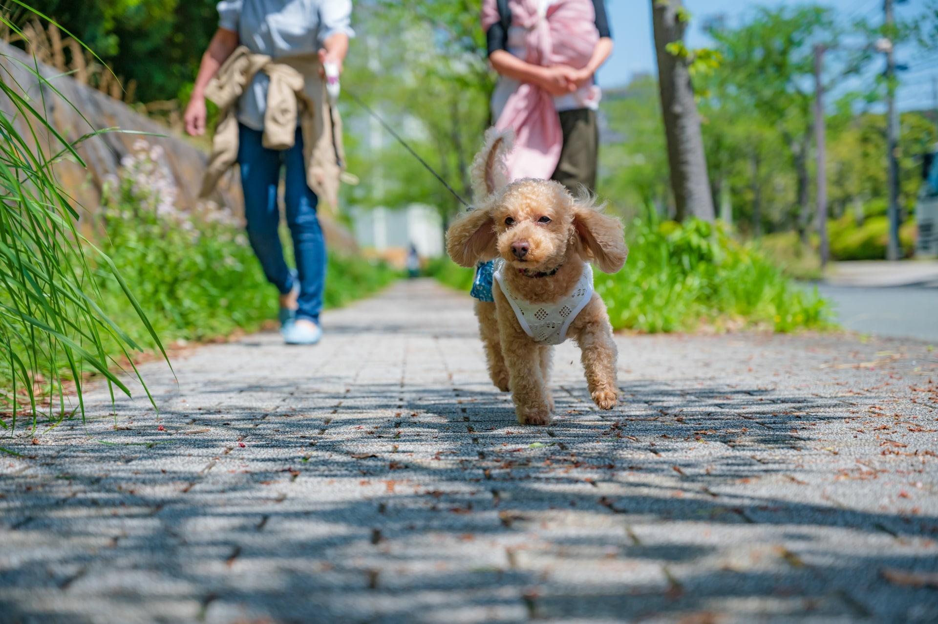 犬がリードを引っ張るけど苦しくないの？引っ張る5つの原因とその対策を徹底解説！ – IDOG&ICAT