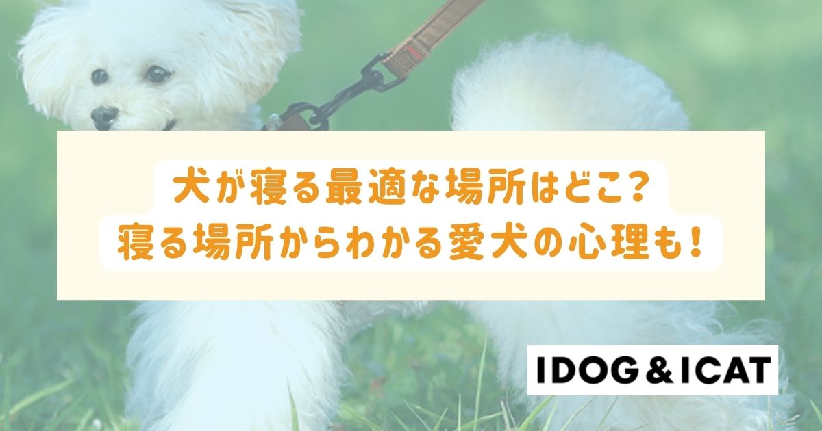 犬が寝る最適な場所はどこ？寝る場所からわかる愛犬の心理も解説 ...