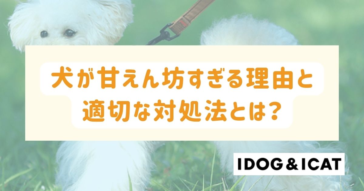 犬が甘えん坊すぎる理由と適切な対処法とは？チェックリストも