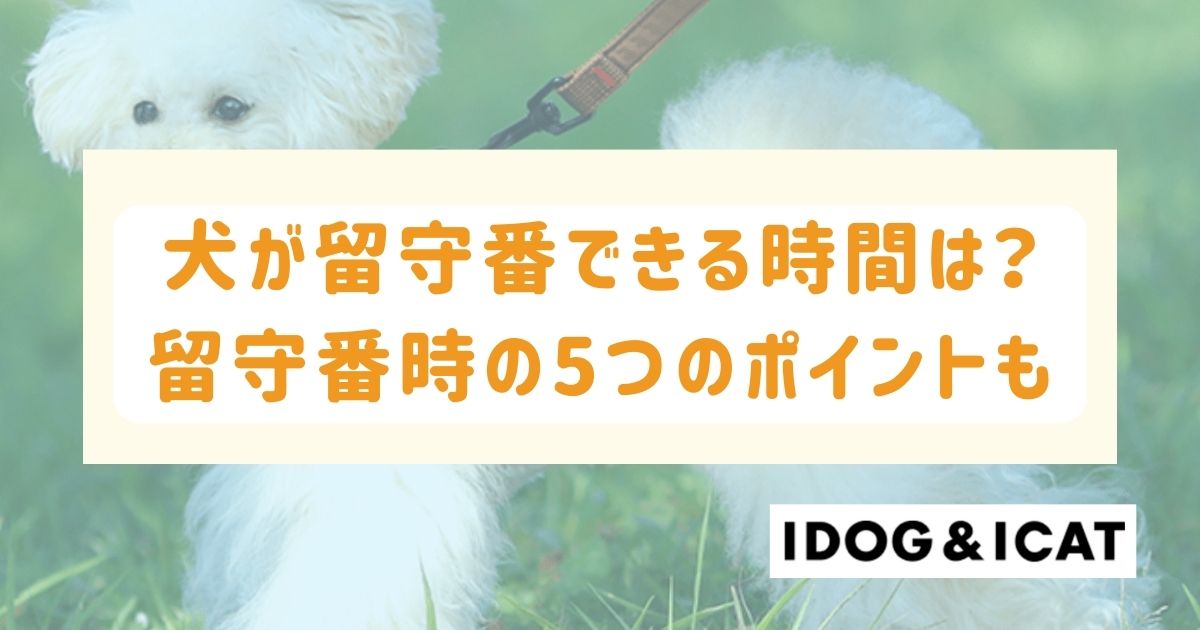 犬が留守番できる時間は？留守番させるときの5つのポイントも解説