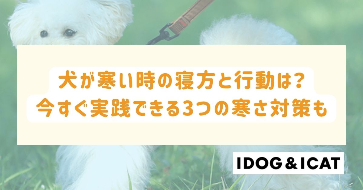 犬が寒い時の寝方と行動は？今すぐ実践できる3つの寒さ対策も解説