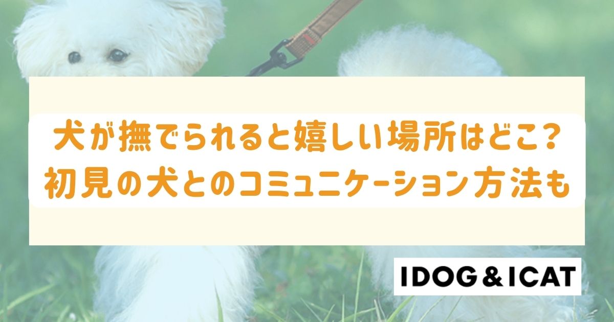 犬が撫でられると嬉しい場所はどこ？初対面の犬とのコミュニケーション方法も！ – IDOG&ICAT