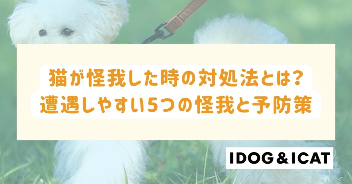 猫が怪我した時の対処法とは？遭遇しやすい5つの怪我と予防策を解説！