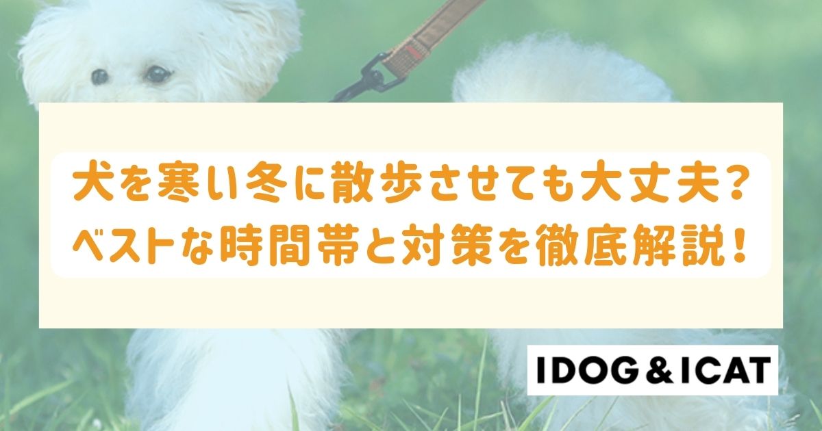 犬を寒い冬に散歩させても大丈夫？ベストな時間帯と対策を徹底解説