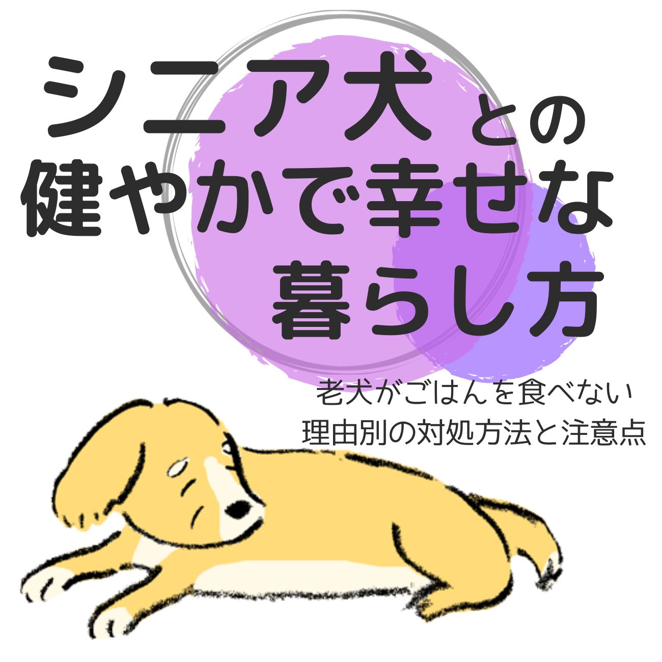 老犬がごはんを食べない〜理由別の対処方法と注意点 – IDOG&ICAT