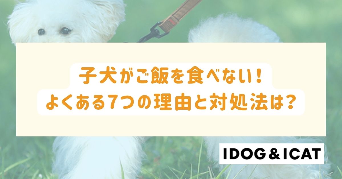 子犬がご飯を食べないよくある7つの理由とは？飼い主が今すぐできる対処法も