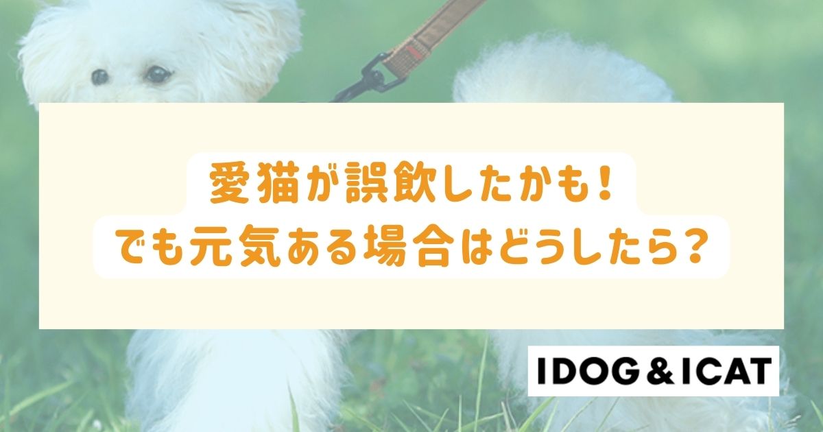 猫が誤飲したかも！でも元気ある場合はどうしたら？対処法とチェックリスト