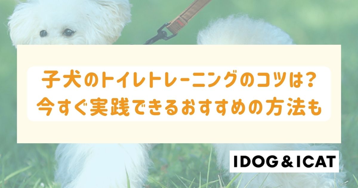 子犬のトイレトレーニングのコツは？今すぐ実践できるおすすめの方法も