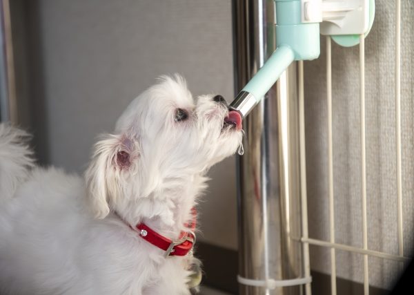 犬が水を飲みすぎるのは病気のサイン？原因と対処法を解説