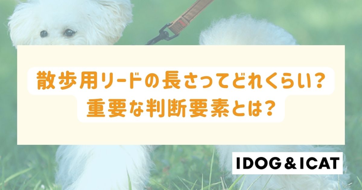 犬の散歩用リードの長さってどれくらいがいい？重要な判断要素とは？