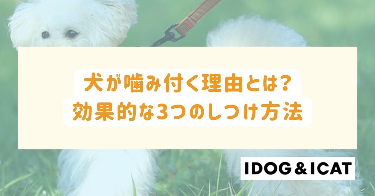 犬が噛み付く理由とは？効果的な3つのしつけ方法とやりがちな失敗例も！