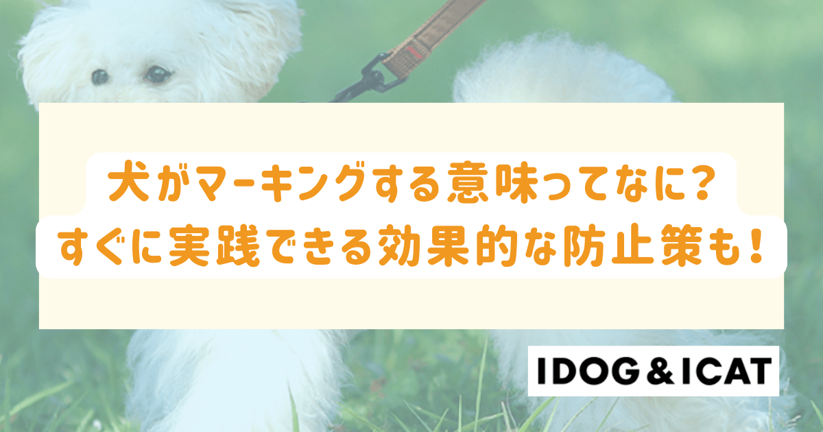 犬がマーキングする意味ってなに？すぐに実践できる効果的な防止策も！