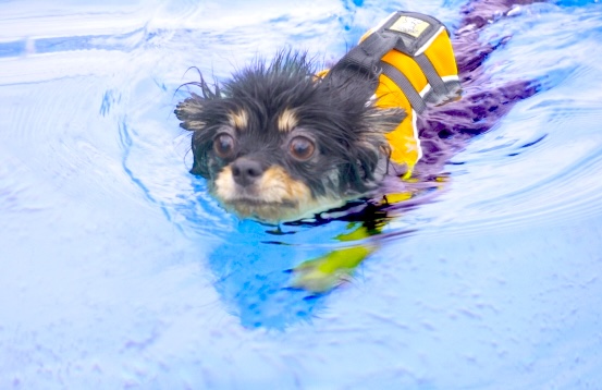 愛犬の水遊びデビュー！水が好きになる方法と安全に楽しむために気を付けるポイント