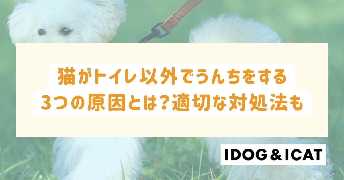 猫がトイレ以外でうんちをする3つの原因とは？適切な対処法と再発防止策