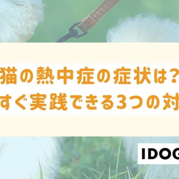 猫の熱中症の症状は？今すぐ実践できる3つの対策を徹底解説！