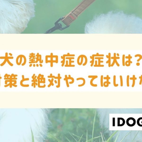 犬の熱中症の症状は？3つの予防対策と絶対にやってはいけないこと