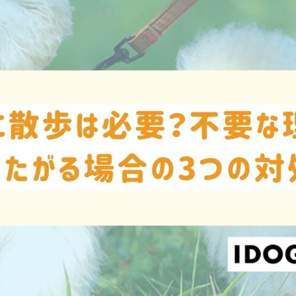 猫に散歩は必要？不要な理由と行きたがる場合の3つの対処法も