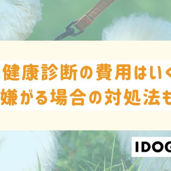 猫の健康診断の費用はいくら？病院を嫌がる場合の対処法も解説！