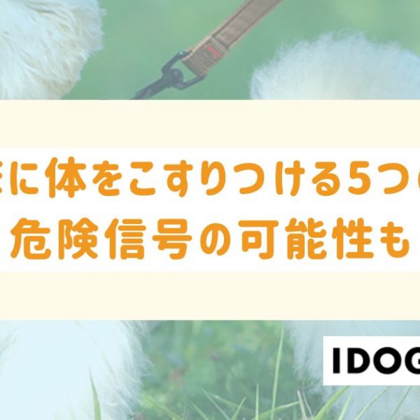 猫が床に体をこすりつける5つの理由とは？危険信号の可能性も