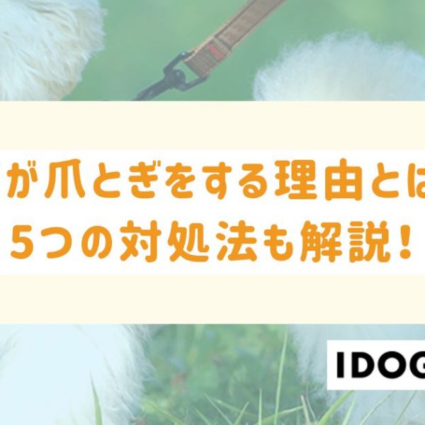 猫が爪とぎをする理由とは？問題行動における5つの対処法も解説！