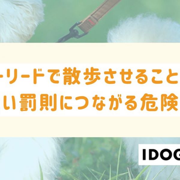 犬をノーリードで散歩させることはNG！重たい罰則につながる危険性も