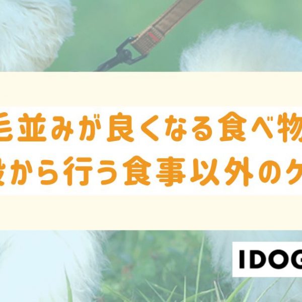 犬の毛並みが良くなる5つの食べ物とは？普段から行う食事以外のケアも