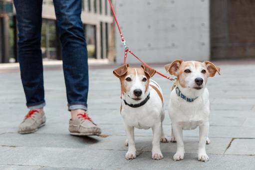 犬のリードの選び方｜種類・長さ・太さ・素材だけじゃない重要なポイント