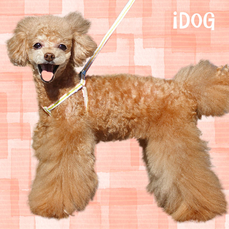 Idog Icat本店 Idog ワンタッチハーネス カラフルストライプ 犬猫ペット用品通販のidog Icat ペット 犬 ハーネス