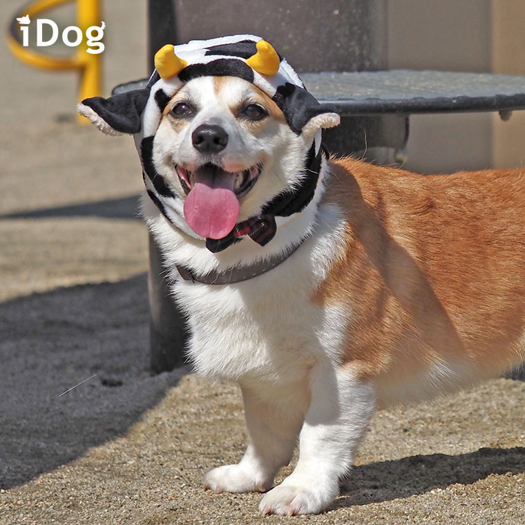 Idog Icat本店 Idog 牛さんスヌード アイドッグ 犬猫ペット用品通販のidog Icat ペット 犬 服