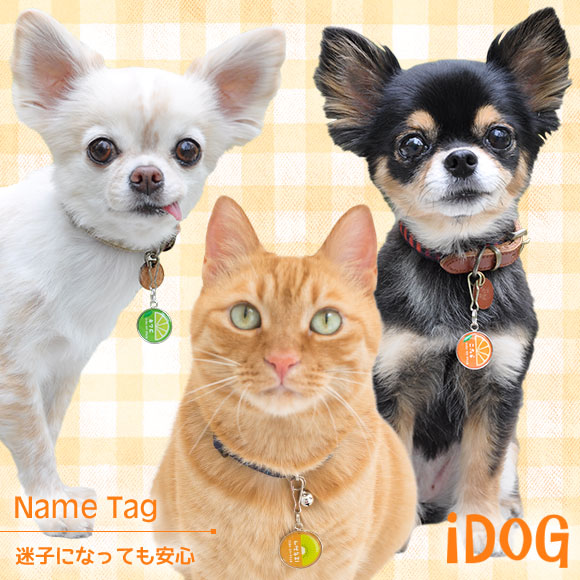 Idog Icat本店 Idog Icat ネームタグ 迷子札 ハーフフルーツ 犬猫ペット用品通販のidog Icat ペット 犬 ネームタグ